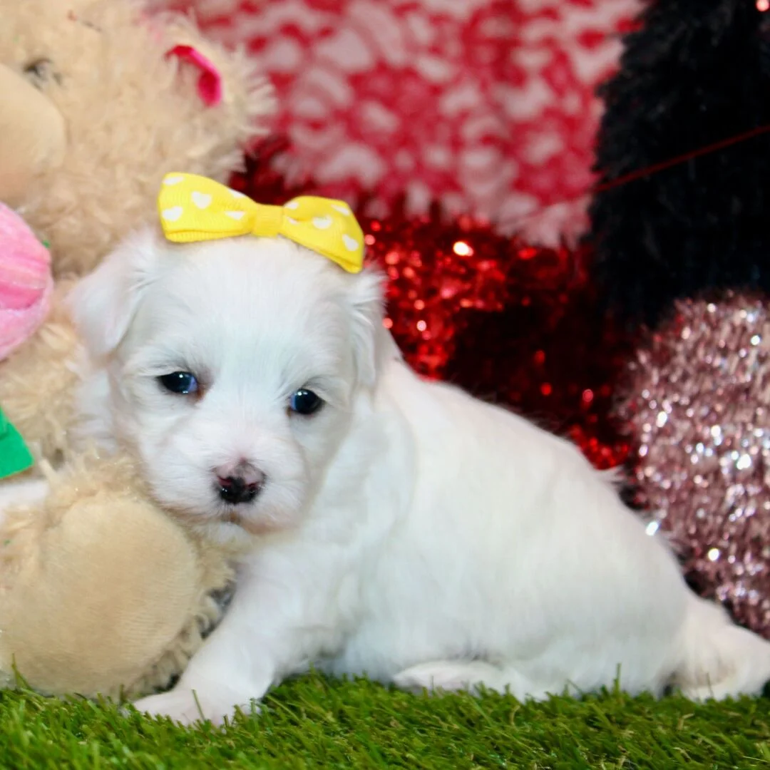 Maltese puppy coming soon