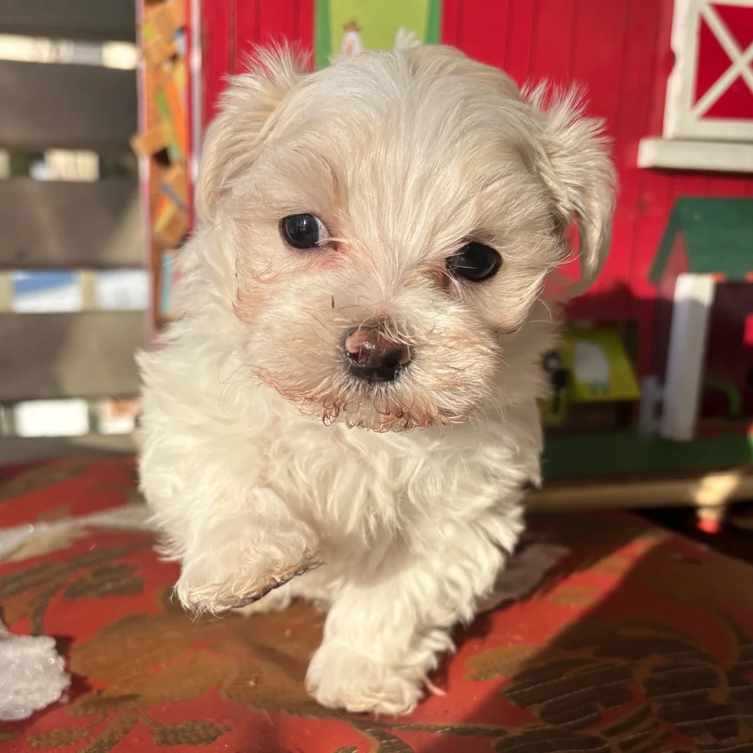 Marisol Maltese puppy
