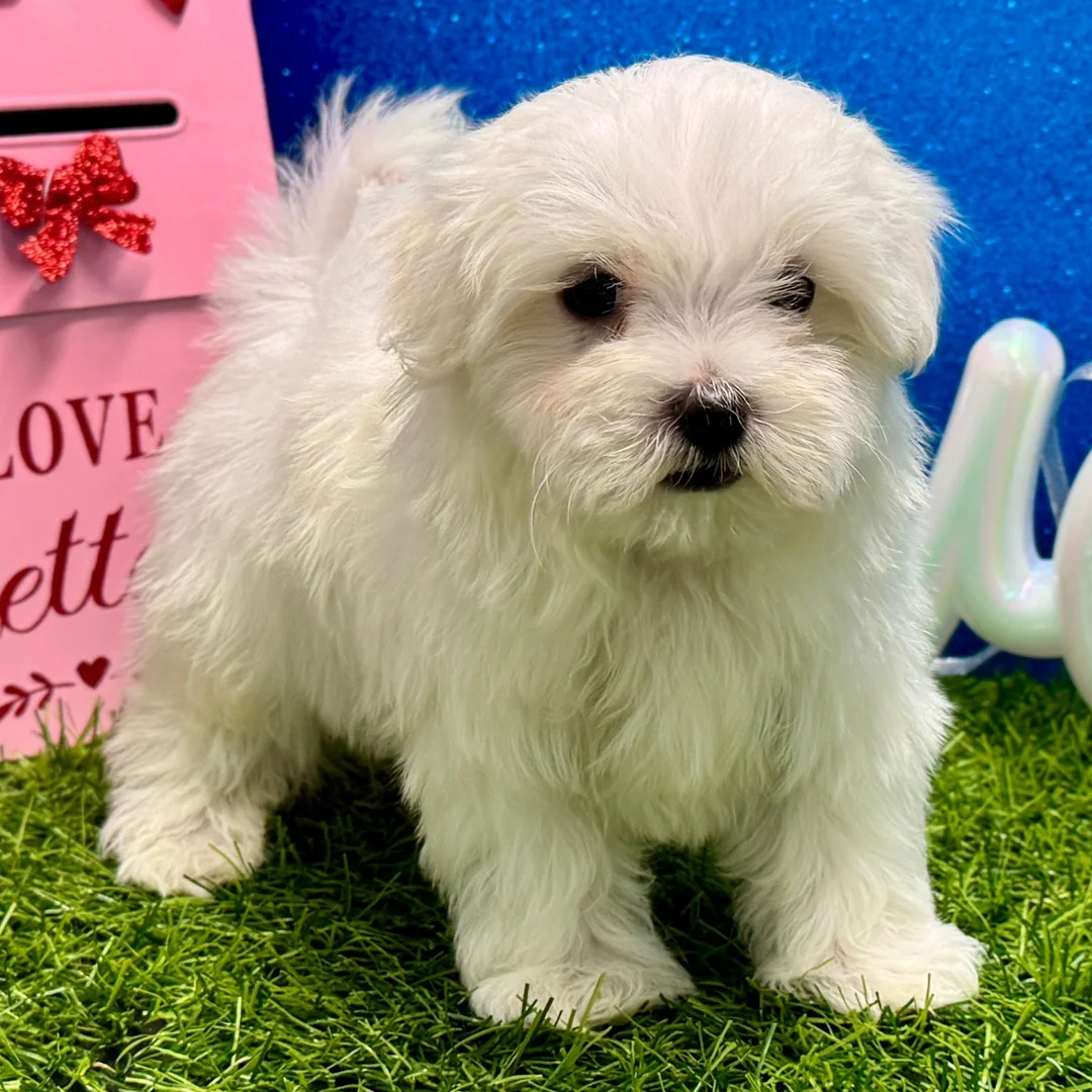 Maltese puppy coming soon